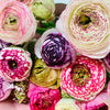 Ranunculus Cappuccino |  Spring Flower Bunch